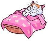 Meme Cats WhatsApp Sticker #23