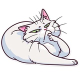 Meme Cats WhatsApp Sticker #7