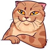 Meme Cats WhatsApp Sticker #8