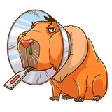 Mr. Capybara WhatsApp Sticker #24
