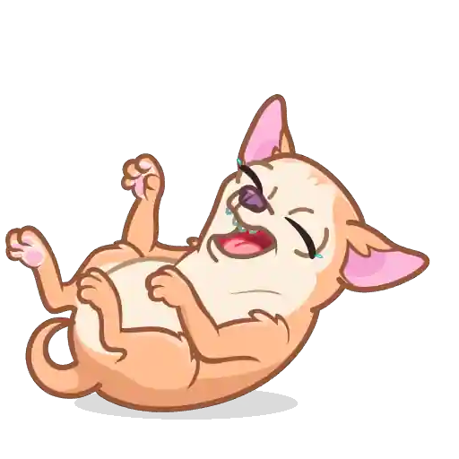 Peachy Сhihuahua