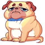 Pugford the Pug WhatsApp Sticker #11