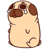 Puglie Pug WhatsApp Sticker #23