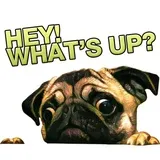 Pugsters