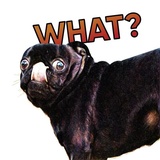 Pugsters WhatsApp Sticker #10