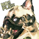 Pugsters WhatsApp Sticker #19