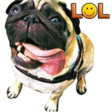 Pugsters WhatsApp Sticker #2