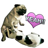Pugsters WhatsApp Sticker #24
