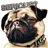 Pugsters WhatsApp Sticker #3