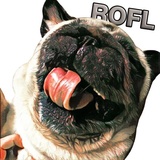 Pugsters WhatsApp Sticker #6
