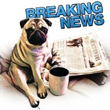 Pugsters WhatsApp Sticker #7