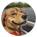 Stupid Dogs WhatsApp Sticker #10