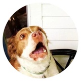 Stupid Dogs WhatsApp Sticker #11