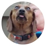 Stupid Dogs WhatsApp Sticker #12