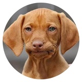 Stupid Dogs WhatsApp Sticker #13