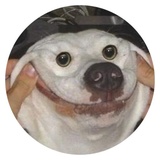 Stupid Dogs WhatsApp Sticker #15