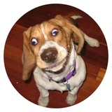 Stupid Dogs WhatsApp Sticker #16