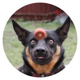 Stupid Dogs WhatsApp Sticker #17