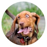 Stupid Dogs WhatsApp Sticker #18