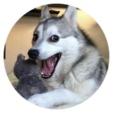 Stupid Dogs WhatsApp Sticker #2