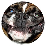 Stupid Dogs WhatsApp Sticker #20