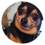 Stupid Dogs WhatsApp Sticker #22