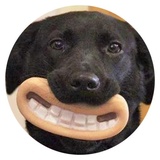 Stupid Dogs WhatsApp Sticker #23