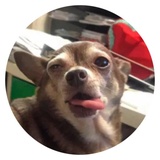 Stupid Dogs WhatsApp Sticker #24