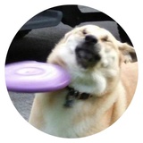 Stupid Dogs WhatsApp Sticker #25