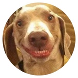 Stupid Dogs WhatsApp Sticker #26