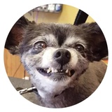 Stupid Dogs WhatsApp Sticker #27