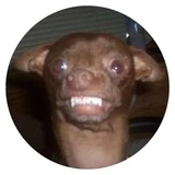 Stupid Dogs WhatsApp Sticker #28