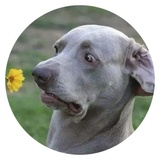 Stupid Dogs WhatsApp Sticker #3