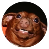 Stupid Dogs WhatsApp Sticker #30