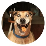 Stupid Dogs WhatsApp Sticker #4