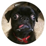 Stupid Dogs WhatsApp Sticker #5