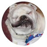 Stupid Dogs WhatsApp Sticker #6