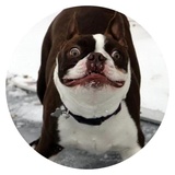 Stupid Dogs WhatsApp Sticker #7