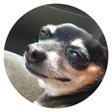 Stupid Dogs WhatsApp Sticker #8