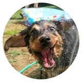 Stupid Dogs WhatsApp Sticker #9