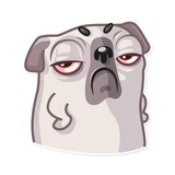 Water Pug WhatsApp Sticker #12