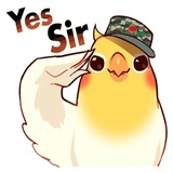 Coco Bird WhatsApp Sticker #8