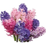 Congratulations WhatsApp Sticker #30