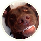 Chocolate Dog WhatsApp Sticker #11