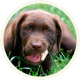 Chocolate Dog WhatsApp Sticker #12