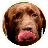 Chocolate Dog WhatsApp Sticker #13