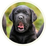 Chocolate Dog WhatsApp Sticker #14