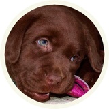 Chocolate Dog WhatsApp Sticker #15