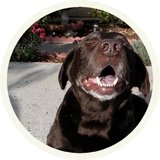 Chocolate Dog WhatsApp Sticker #16