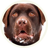 Chocolate Dog WhatsApp Sticker #17